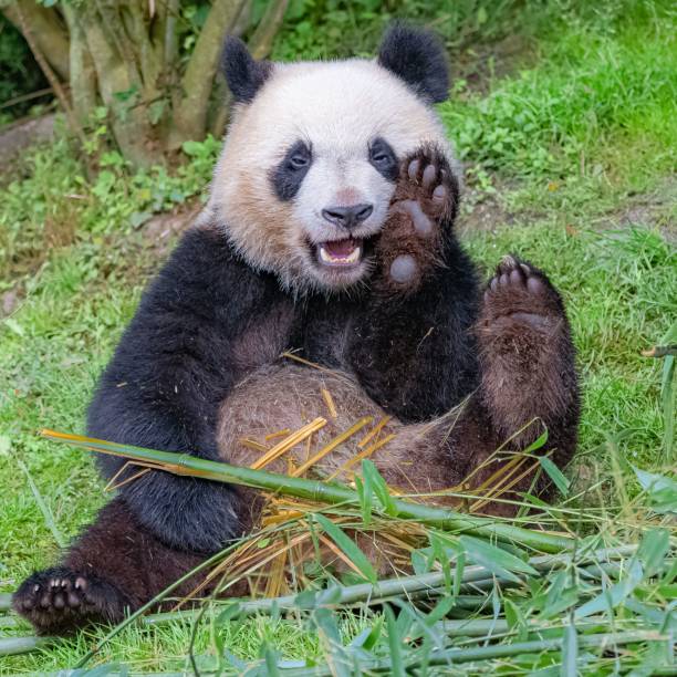 竹を食べるジャイアントパンダ - panda giant panda china eating ストックフォトと画像