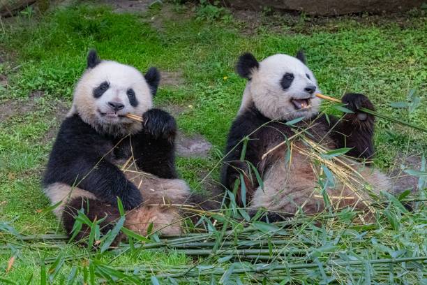 istock Giant pandas eating bamboo 1443778249