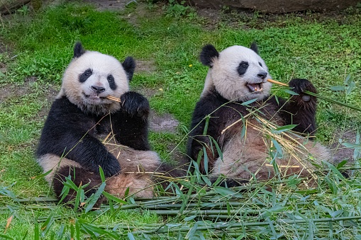 Giant Panda; Ailuropoda melanoleuca; China. Family Ursidae. A young cub.