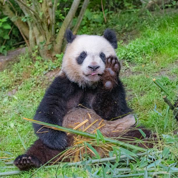 istock Giant pandas eating bamboo 1443778254