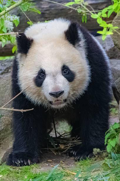 istock Giant pandas eating bamboo 1443778259