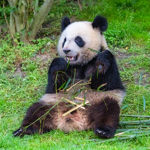 istock Giant pandas eating bamboo 1443778262