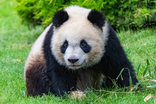 istock Giant pandas eating bamboo 1443778265