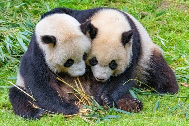 istock Giant pandas eating bamboo 1443778271