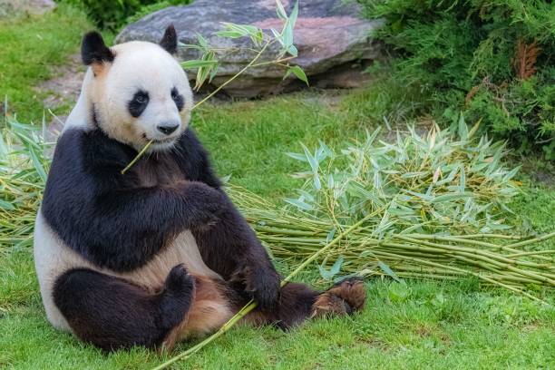 竹を食べるジャイアントパンダ - panda giant panda china eating ストックフォトと画像