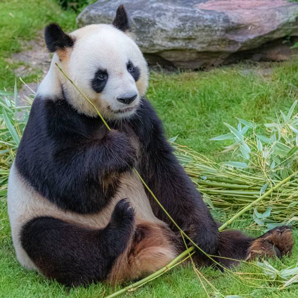 istock Giant pandas eating bamboo 1443778313