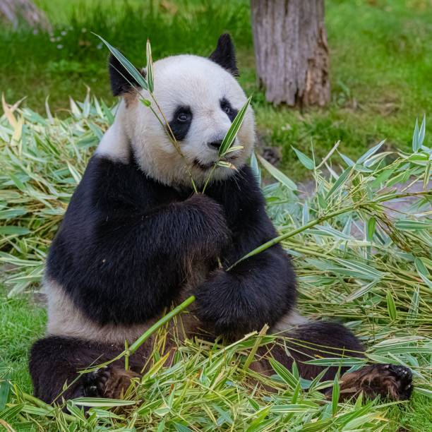 istock Giant pandas eating bamboo 1443778335