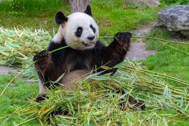 istock Giant pandas eating bamboo 1443778349