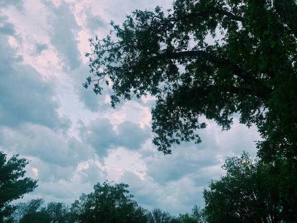 A low angle shot of trees