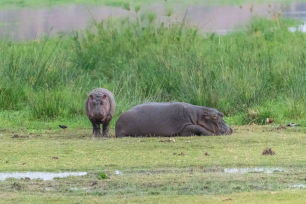 istock Hippopotamus, the mother and bab 1443778981