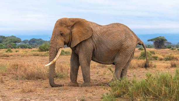 istock An old elephant in Africa, in the Amboseli park 1443779367