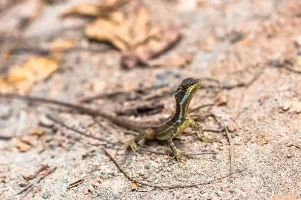 Photo of Little lizard, standing in Costa Rica