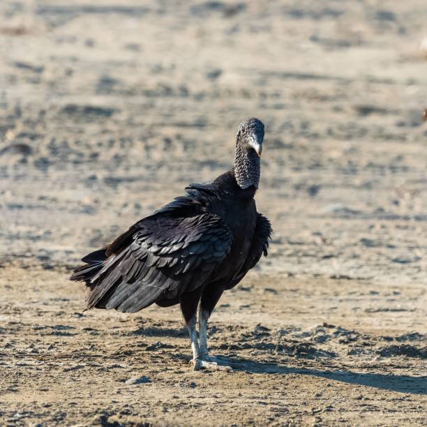 istock Black vulture in Costa Rica 1443779709