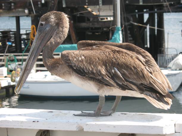 istock A Pelican in Monterey 1443779868