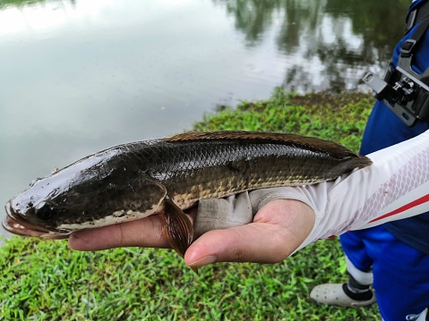 A closeup shot of a male hand holding a fish near the lake