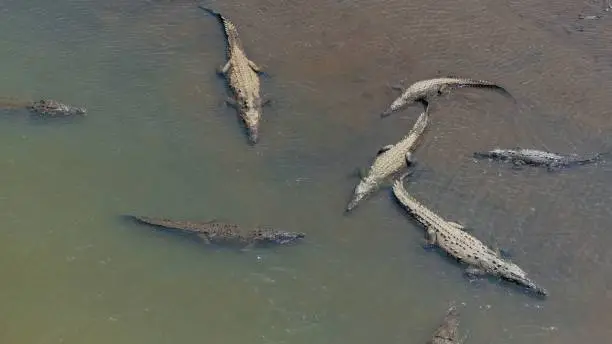 Photo of Caimans, animasl in the river in Costa Rica