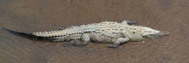 istock Caimans, animasl in the river in Costa Rica 1443780482