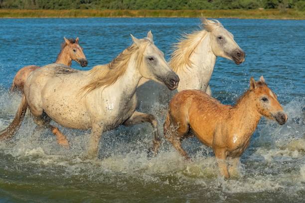 istock running horses in Camargue 1443780606