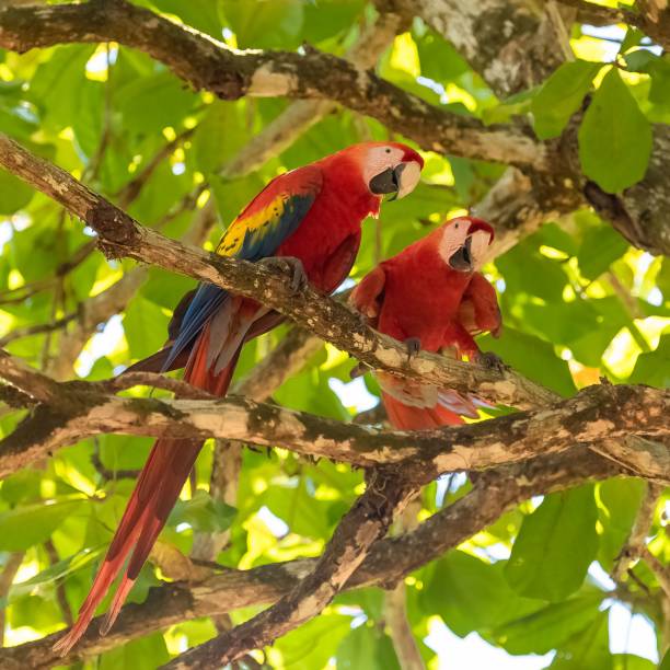 istock scarlet macaws, Ara macao, a beautiful parrot 1443780620