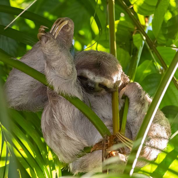 istock Brown-throated Sloth, Bradypus Variegatus, sloth 1443780650
