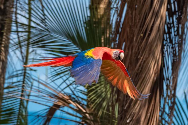 istock scarlet macaws, Ara macao, a beautiful parrot 1443780668