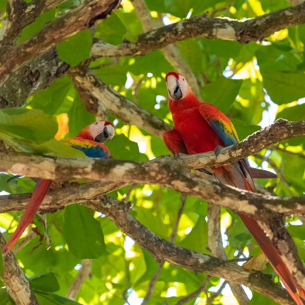 istock scarlet macaws, Ara macao, a beautiful parrot 1443780679