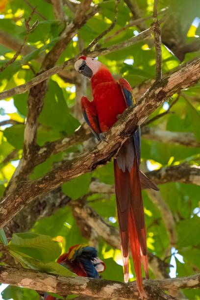istock scarlet macaws, Ara macao, a beautiful parrot 1443780680