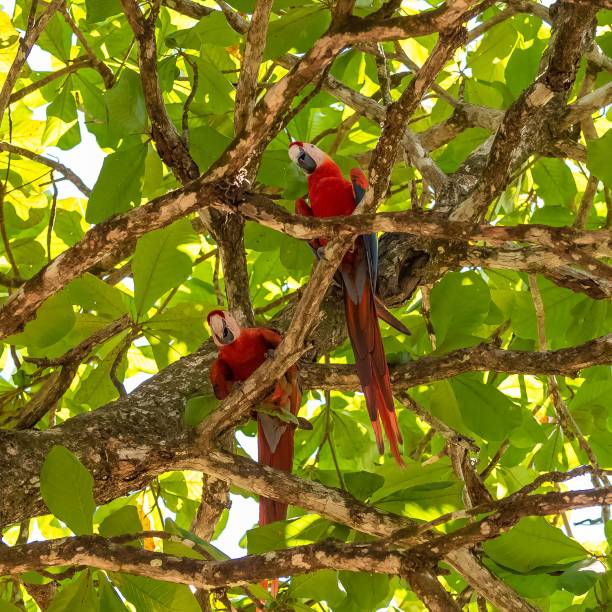 istock scarlet macaws, Ara macao, a beautiful parrot 1443780684
