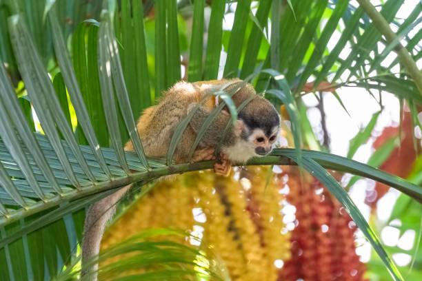 капуцин, детеныш обезьяны на дереве - brown capuchin monkey стоковые фото и изображения