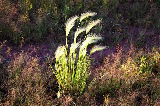 A foxtail barley (Hordeum jubatum) shot in a field