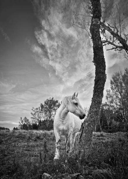 istock Vertical greyscale shot of a beautiful white horse standing next to a tree 1443780984
