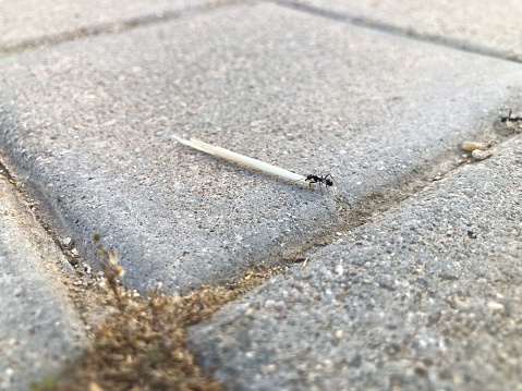 A photo of an ant carrying a dry blade of straw on the sidewalk