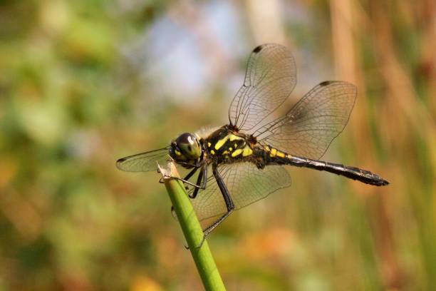 istock Closeup on a Black Meadowhawk dragonfly, Sympetrum danae 1443781173
