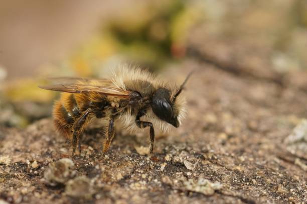 closeup em uma abelha de pedreiro vermelha macho peludo, osmia bicornis, sentada em uma pedra - bicornis - fotografias e filmes do acervo