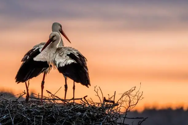 Two white storks (Ciconia ciconia) on a nest against the orange sunset sky