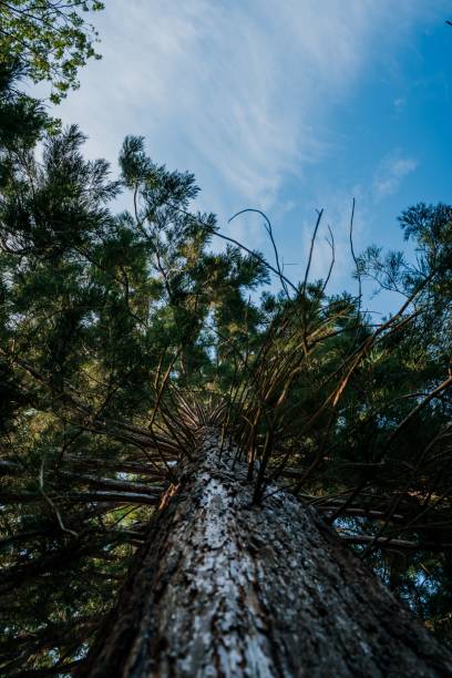 istock Vertical low-angle shot of an old tree against the blue sky 1443782292