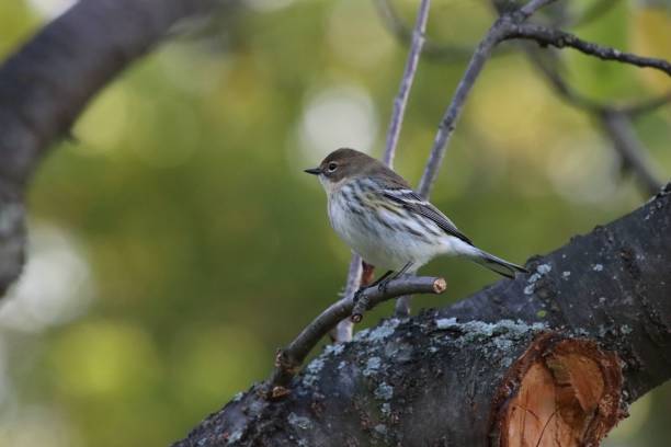 istock Beautiful shot of a myrtle warbler 1443783030