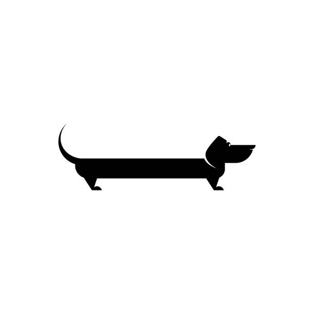 Dachshund dog icon. Cute funny pet symbol. Creative animal logo. Canine breed. Dachshund dog icon. Black flat vector illustration. Cute funny pet symbol. Creative animal logo. Canine breed. dachshund stock illustrations