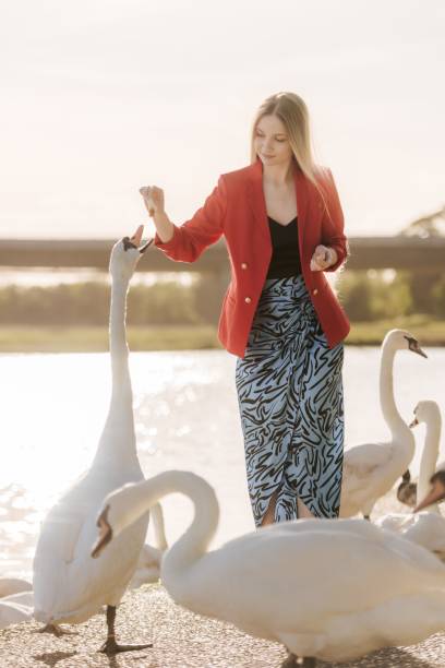 istock A beautiful woman feeds swans 1443783447