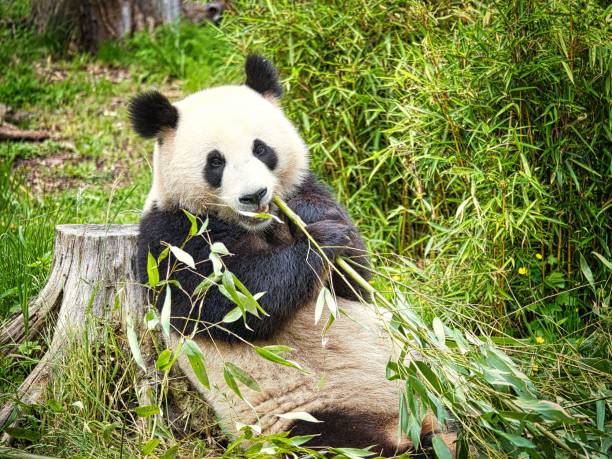 大きなパンダが座って竹を食べています。絶滅危惧種。白黒哺乳類 - panda giant panda china eating ストックフォトと画像