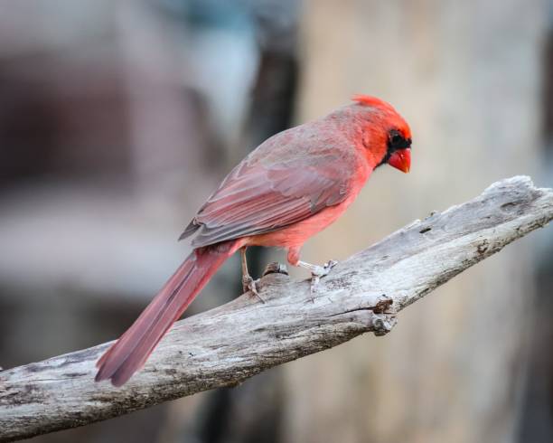 istock Northern cardinal (Cardinalis cardinalis) on a branch 1443784485