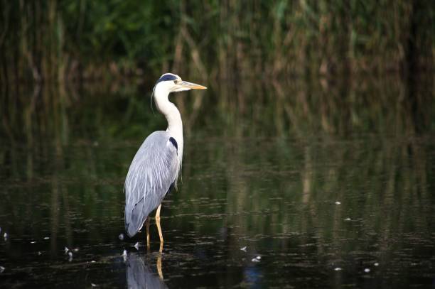 istock grey heron (Ardea cinerea) in a lake 1443784620