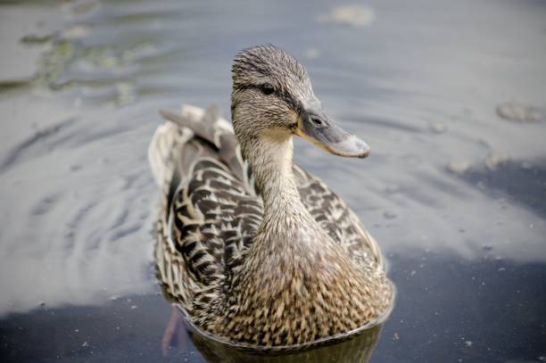 A female wild duck (Anas platyrhynchos) wading in a lake