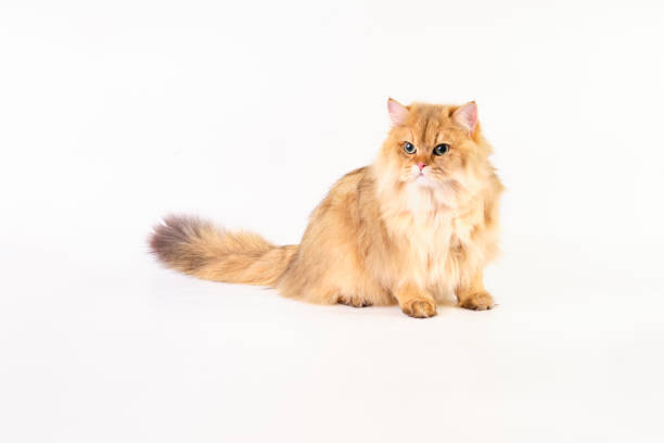istock A red-haired cat after grooming sits on a white background 1443784965