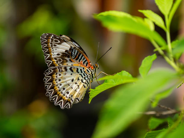 istock Close up butterfly on leaves with blur background. 1443785059