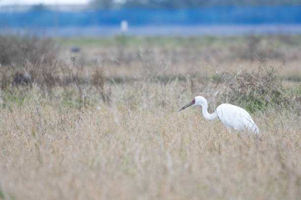istock Siberian white crane on rice field 1443789433