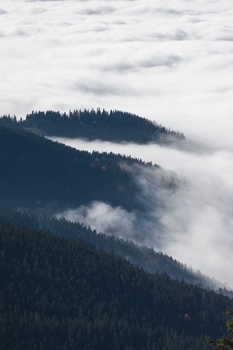 A vertical shot of lush forests on mountains enveloped in clouds in a rural area