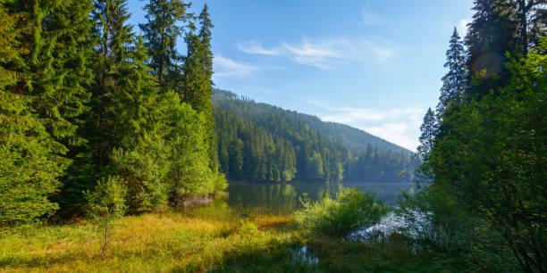 istock wild lake among the coniferous forest 1443789706