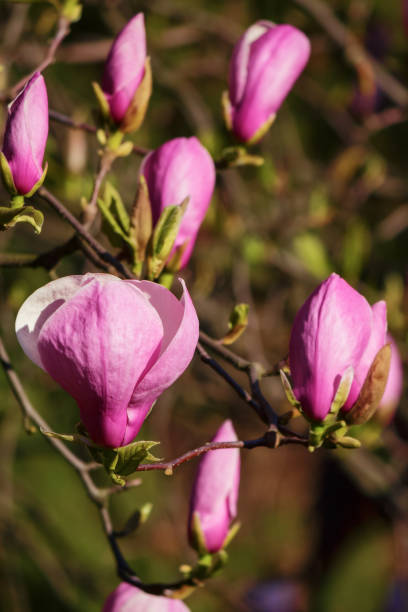 istock purple magnolia blossom closeup 1443790220