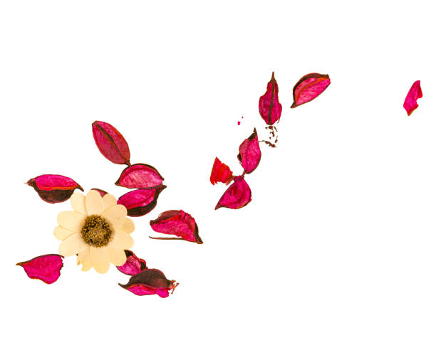 decoration with colored leaves and dried flowers on a transparent background